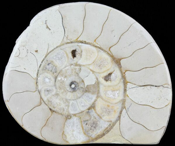 Cut and Polished Lower Jurassic Ammonite - England #62544